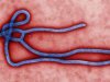 В Японии с подозрением на вирус Эбола госпитализирован мужчина