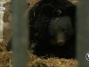 Аномальная зима не дает впасть в спячку медведю в черкасском зоопарке