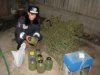 Глава одного из поселковых советов в Сумской обл. торговал марихуаной