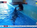 С Донецка эвакуировали дельфинов в соседние области