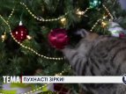 Рождественское видео с котами