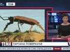 Статую велетенського таргана повернули в Аделаїді