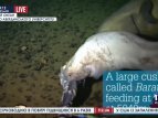 В Марианской впадине нашли самую глубоководную рыбу в мире