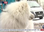 Гонки на собачьих упряжках прошли в Харькове
