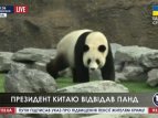 Китай сдает панд в аренду
