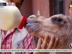 В зоопарке Мехико родился верблюжонок