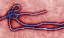 [фото] Эбола вирус