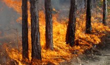 [фото] Лесной пожар