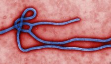 Эбола вирус