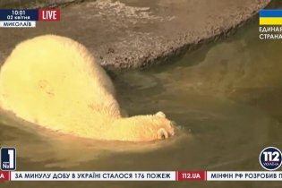 [фото] Белая медведица Зефирка доставлена в зоопарк Николаева