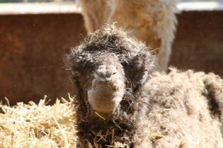 [фото] В зоопарке Одессы родился верблюжонок
