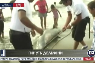 [фото] Массовая гибель дельфинов в Перу. Туристы боятся подхватить неизвестный вирус
