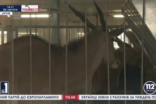[фото] Антилопы с заповедника Аскания-Нова обнаружены в Межигорье