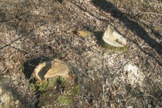 [фото] В Ровенской области браконьеры уничтожили деревья на 28 тыс. гривен