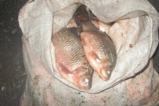 [фото] Браконьер пытался вывезти из Чернобыльской зоны более 700 кг рыбы