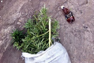 [фото] В Красноармейском районе у мужчины оперативники изъяли мешок конопли