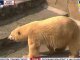 В Николаевский зоопарк из Москвы доставили белую медведицу Зефирку