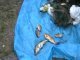 В Киевской области правоохранители начали проверку незаконного вылова рыбы