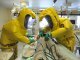 В Чехии подготовили специальный центр для больных с вирусом Эбола