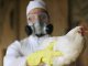 В Японии уничтожат более 100 тыс. кур из-за вспышки птичьего гриппа