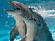 Крымских боевых дельфинов поставят на службу ВМФ РФ
