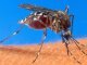 В Японии 47 человек заразились лихорадкой денге