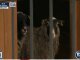 Киевский зоопарк взял шефство над животными из Межигорья