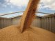 Минагрополитики заявило, что уже собрано 381 тыс. тонн зерна нового урожая