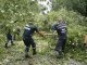 В Киеве сваленное ветром дерево упало на женщину