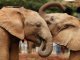 Три слона сбежали из американского цирка
