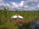 В Херсонской обл. спасатели освободили лебедя, который запутался в рыболовных сетях