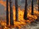 Спасателям удалось локализировать лесной пожар в Полтавской области, - ГосЧС