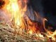 В Полтавской обл. в результате пожара на кукурузном поле пострадал человек